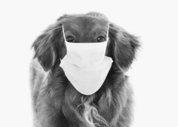 В Новосибирской области ввели карантин по бешенству