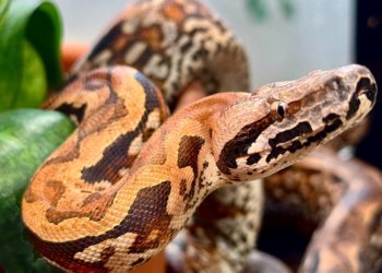 Редкое событие: в Новосибирском зоопарке у мадагаскарских удавов родилась тройня