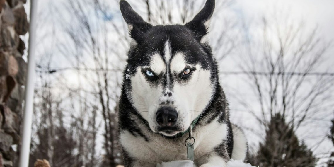 Нападение стаи собак на мужчину под Новосибирском проверяют следователи