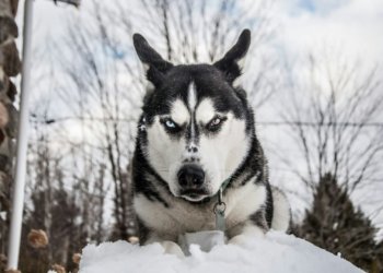 Нападение стаи собак на мужчину под Новосибирском проверяют следователи