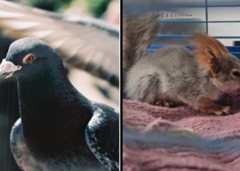 Агрессивные голуби напали на бельчонка в Новосибирске