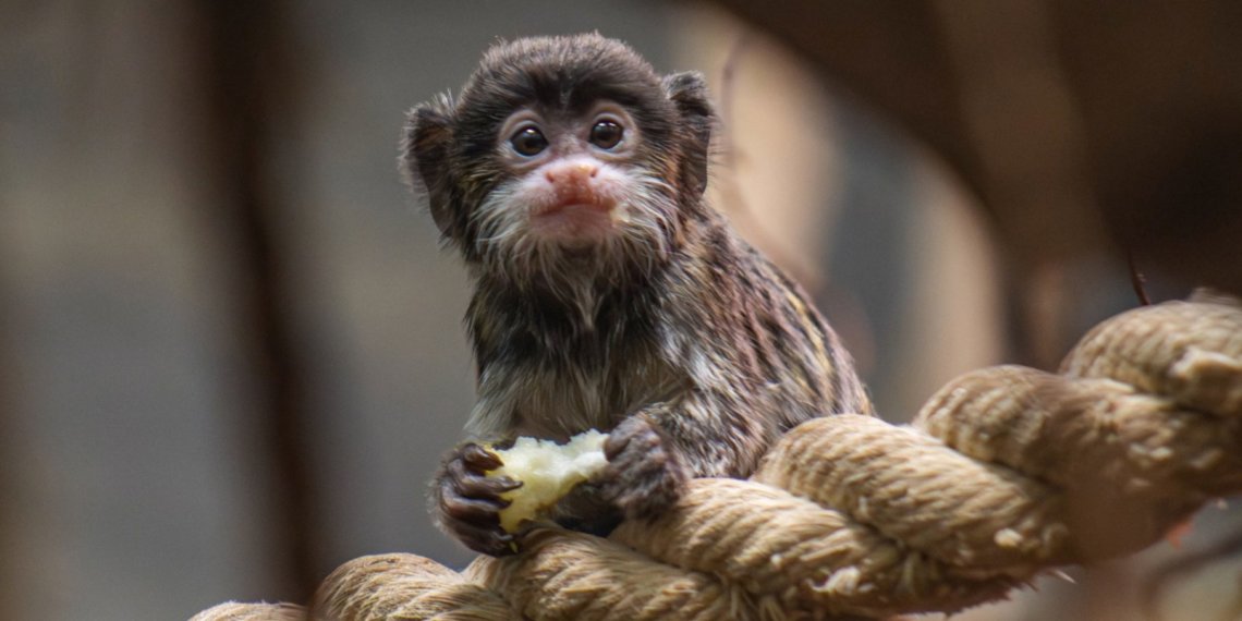 В Новосибирском зоопарке родилась двойня императорских тамаринов