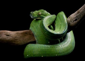 Как встречать Новый 2025 год Змеи: выбираем блюда и цвета нарядов