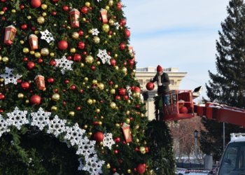 Главную елку в Новосибирске установят к 1 декабря