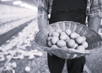 Подросток остался без руки после работы на птицефабрике в Омске