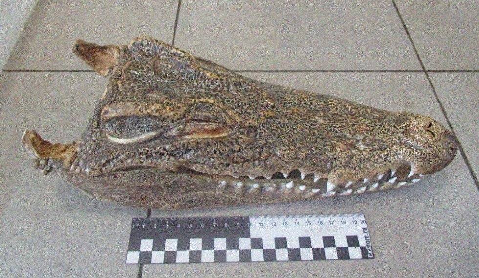 В аэропорту Новосибирска у пассажирки нашли голову крокодила