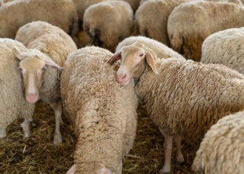 Мигрант под покровом ночи выкрал 28 баранов в новосибирской деревне 