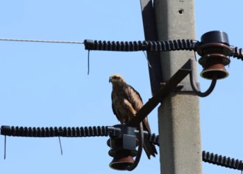 «РЭС» обязали установить птицезащитные устройства на ЛЭП в 19 заповедниках Новосибирской области