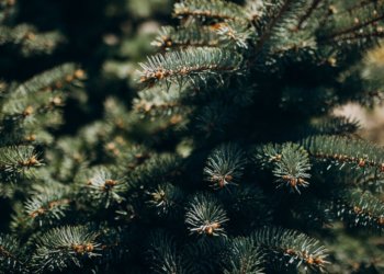 Новогодние чудеса на елочных базарах Новосибирска: от пышных красавиц до ароматных веток