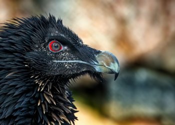 Стало известно, как будет работать новосибирский зоопарк в новогодние праздники