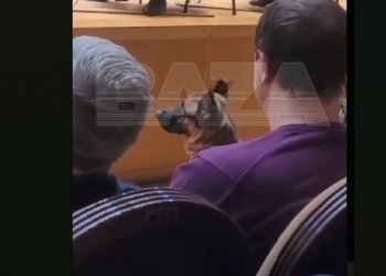 Овчарка более 2 часов слушала Чайковского в красноярской филармонии