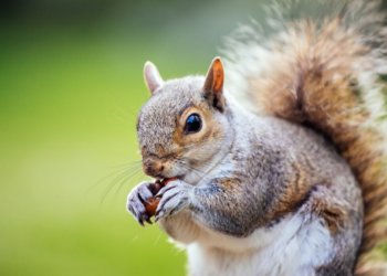 Белки покусали 34 человека в Красноярске