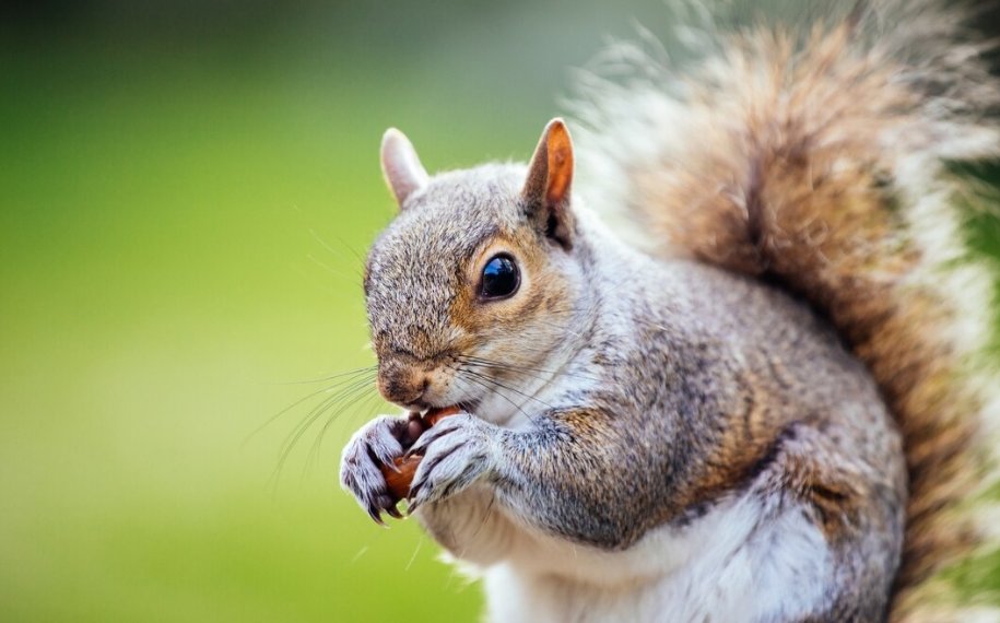 Белки покусали 34 человека в Красноярске