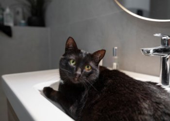 Россиянка случайно постирала свою кошку в стиральной машине