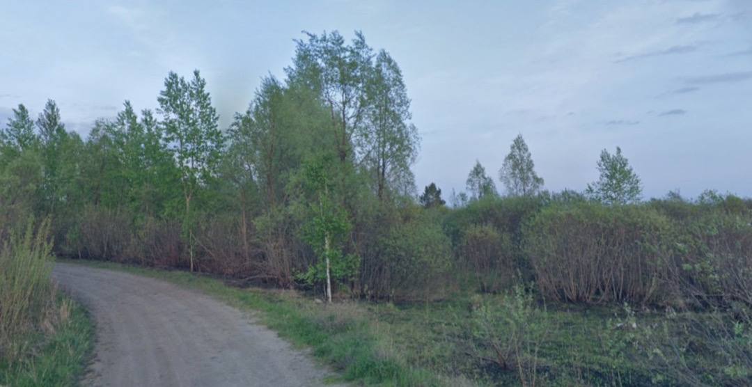 Леса вокруг Новосибирска внесли в госреестр недвижимости