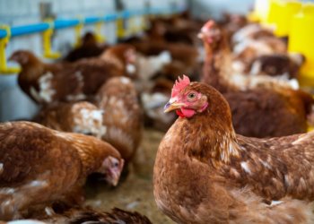 Птичий полет в суд: новосибирская фабрика требует почти 57 миллионов