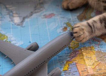 Отдых с питомцем: 655 животных стали туристами в Толмачёво в 2024 году