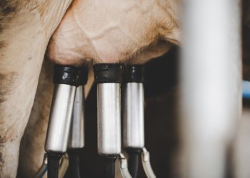 В Новосибирском районе подвели итоги работы сельского хозяйства: рост в мясном животноводстве, спад в молочном