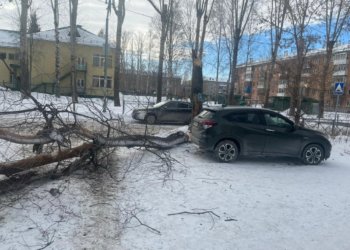В Новосибирске дерево упало на ребенка у школы