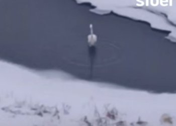 Белая цапля осталась зимовать на Алтае