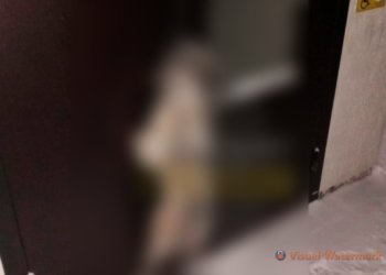 Ужас в Новосибирске: собаку повесили на здание администрации