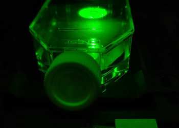 Прорыв в анализе крови: новосибирские ученые создали аналог адреналина