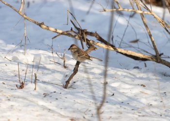 Ранняя весна 2025: Новосибирск ожидает аномальное потепление уже в марте