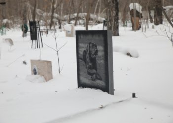 Новосибирцам грозит штраф до 700 тысяч за выброс мертвых животных в мусорки