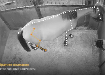 Новосибирская система AI для лошадей вошла в ТОП-5 мирового рейтинга