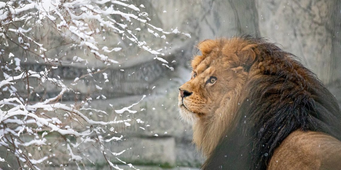 В новосибирском зоопарке снова изменился режим работы