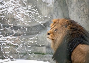 В новосибирском зоопарке снова изменился режим работы