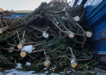 В Новосибирске 500 изъятых у нелегалов ёлок передали в зоопарк