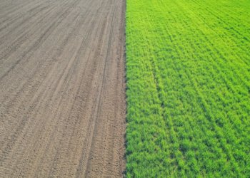 Безвредный для пчел препарат от вредителей посевов создали в Новосибирске