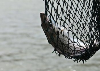 Пара лет тюрьмы грозит пенсионеру за вылов шести карасей под Новосибирском