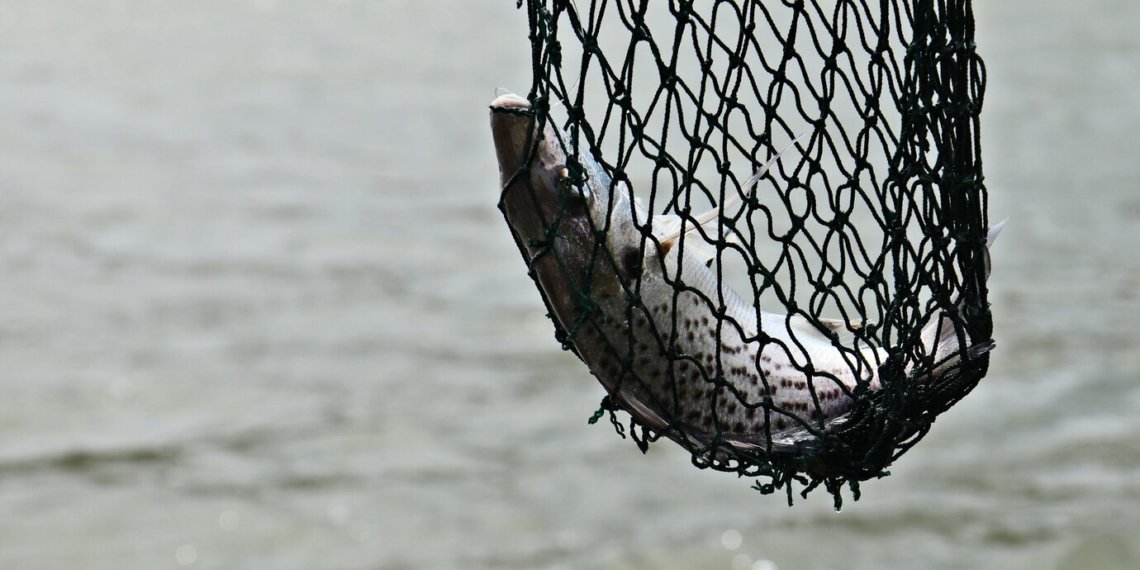 Пара лет тюрьмы грозит пенсионеру за вылов шести карасей под Новосибирском