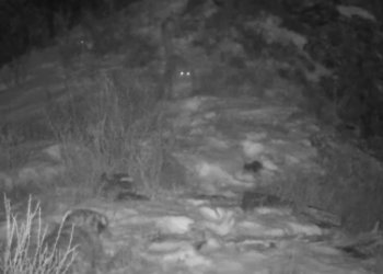 Кошка-мама и три котёнка снежного барса попали в объектив видеоловушки на Алтае