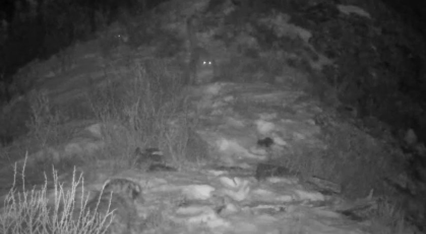 Кошка-мама и три котёнка снежного барса попали в объектив видеоловушки на Алтае