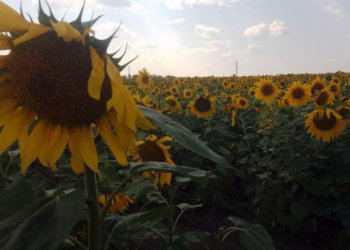 В России выросло производство растительных масел на 7%