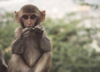 Роспотребнадзор назвал риски распространения в РФ африканской оспы обезьян