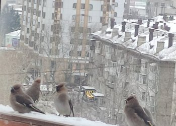 Массовое нашествие свиристелей в Новосибирске: пьяные стаи атакуют город
