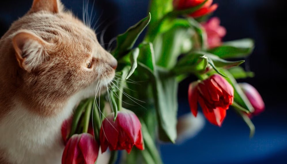 Как выбрать и сохранить букет 8 марта — рассказал Роспотребнадзор по Новосибирской области