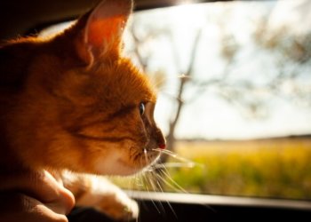 Потепление до +12 градусов на выходных ждет жителей Новосибирской области