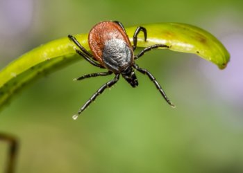 Новосибирцев предупредили о ранней активности клещей