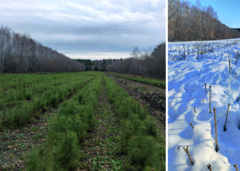 Голодные косули съели сосны на 2 млн. рублей под Новосибирском