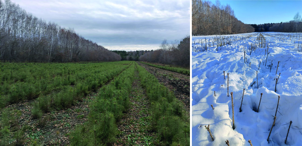 Голодные косули съели сосны на 2 млн. рублей под Новосибирском