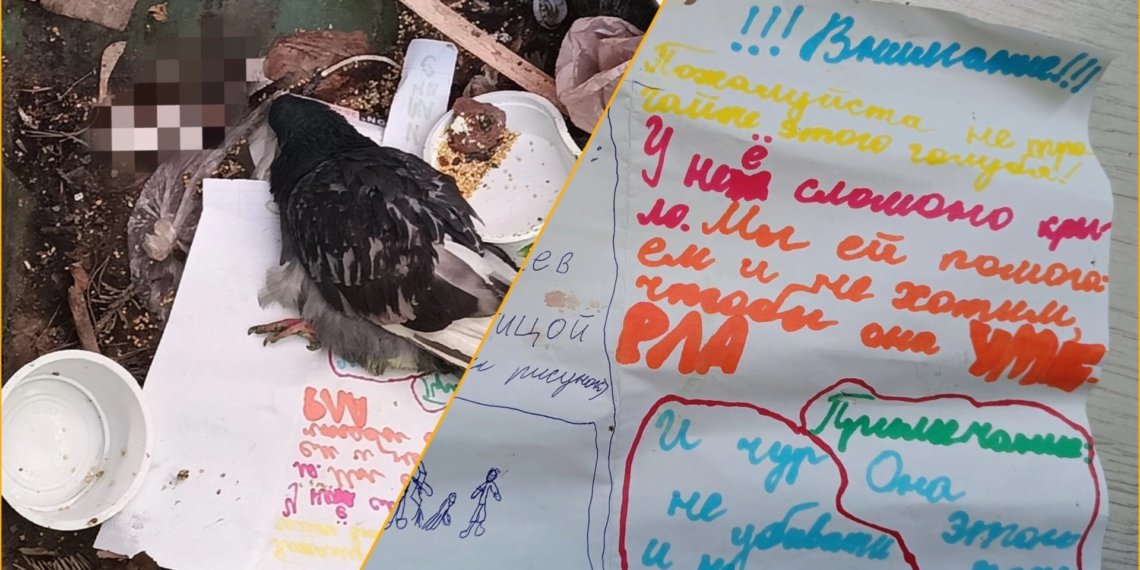 «Чур не убивать»: спасенного детьми голубя выбросили в мусорку в Новосибирске