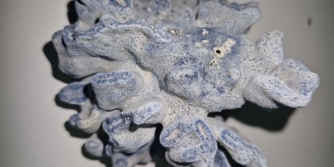 Турист пытался провезти в Новосибирск редкий голубой коралл из Таиланда