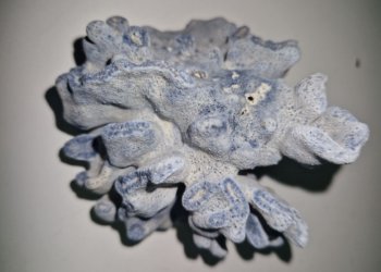 Турист пытался провезти в Новосибирск редкий голубой коралл из Таиланда