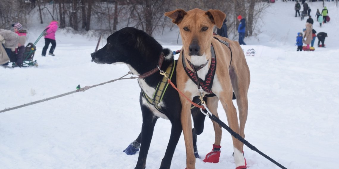 Бесплатно привить питомцев от бешенства предлагают новосибирцам
