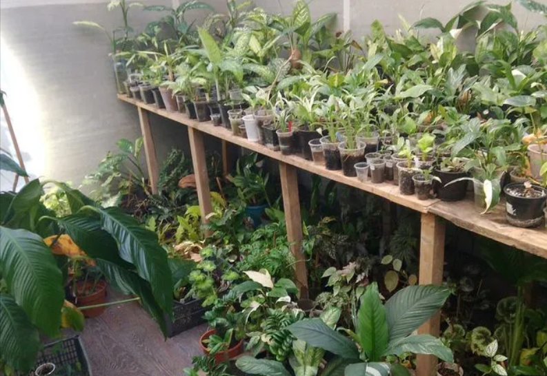 В Новосибирске комнатные растения продают по цене квартиры